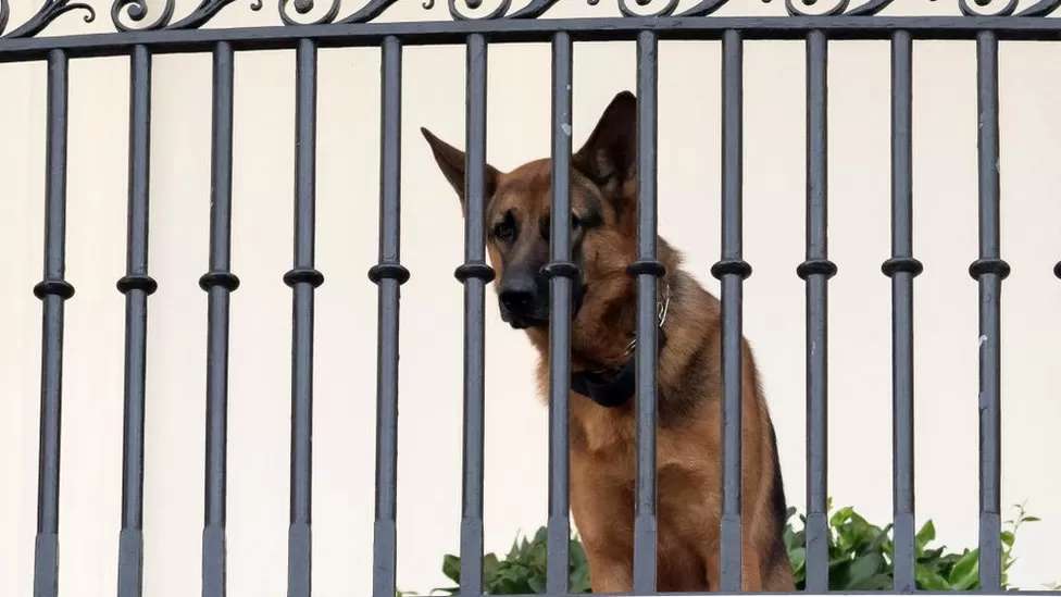 Biden's dog Commander leaves White House after biting incidents