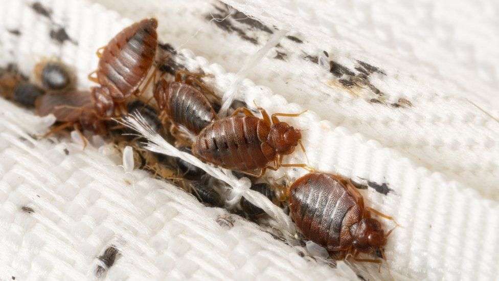 France bedbug panic: Officials respond as Paris school infested