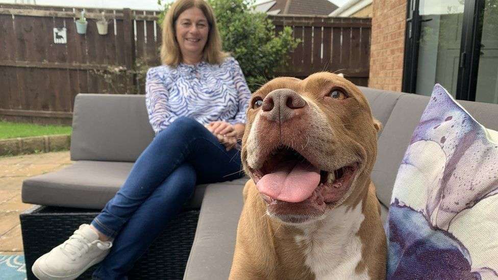 Thousands of banned dogs living at home with owners