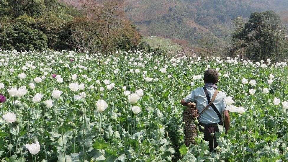 Myanmar overtakes Afghanistan as top opium producer