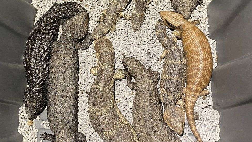 Hundreds of lizards seized in Australia police bust