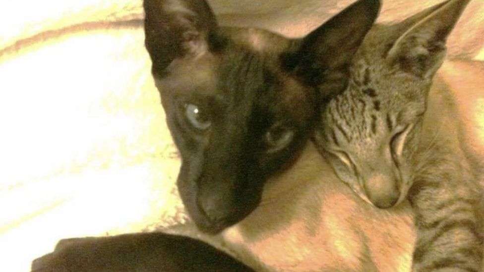 Cat and dog theft set to be made criminal offence