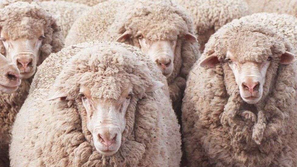 Red Sea attacks: Ship stranded at sea with livestock docks in Australia