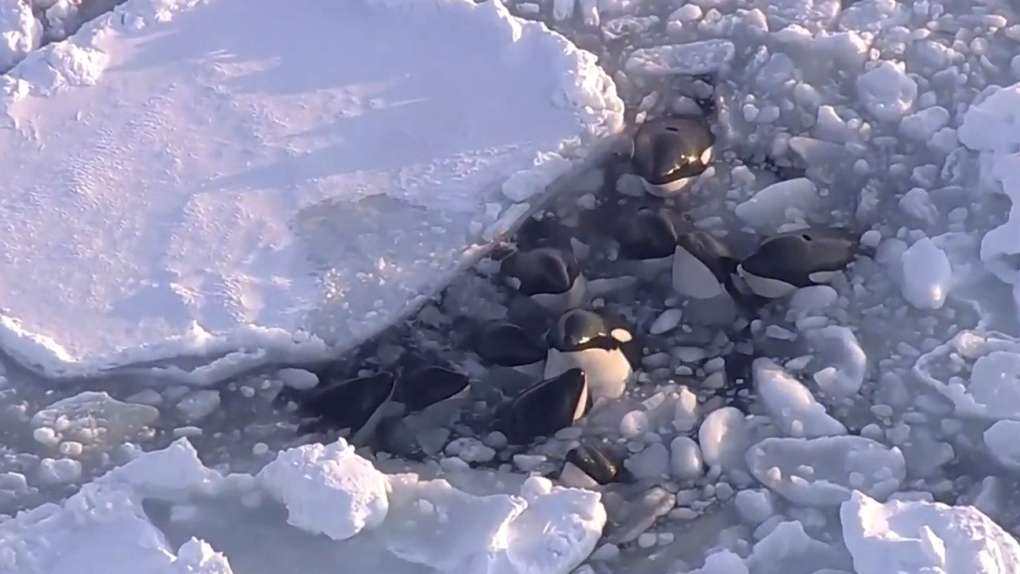Trapped orcas escape from drift ice near Japan