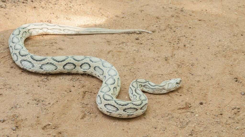 Bangladesh reels from surge in snake bites