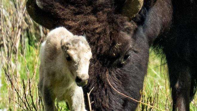 Sacred buffalo calf offers hope amid efforts to revive species