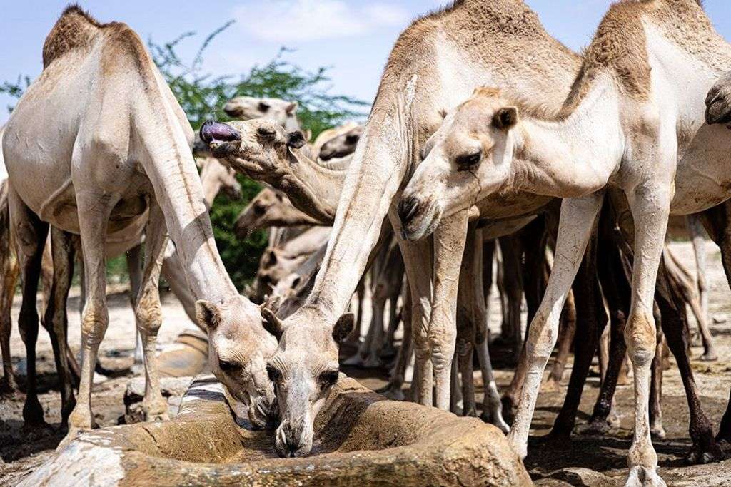 Climate change is turbo-charging Somalia�s problems - but there's still hope