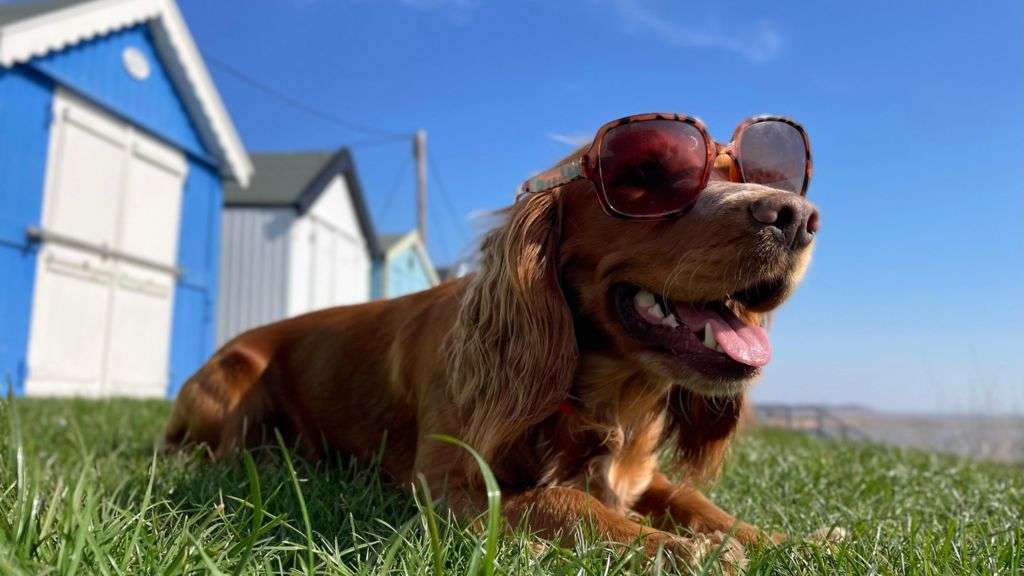 Friday expected to be UK's hottest day of the year