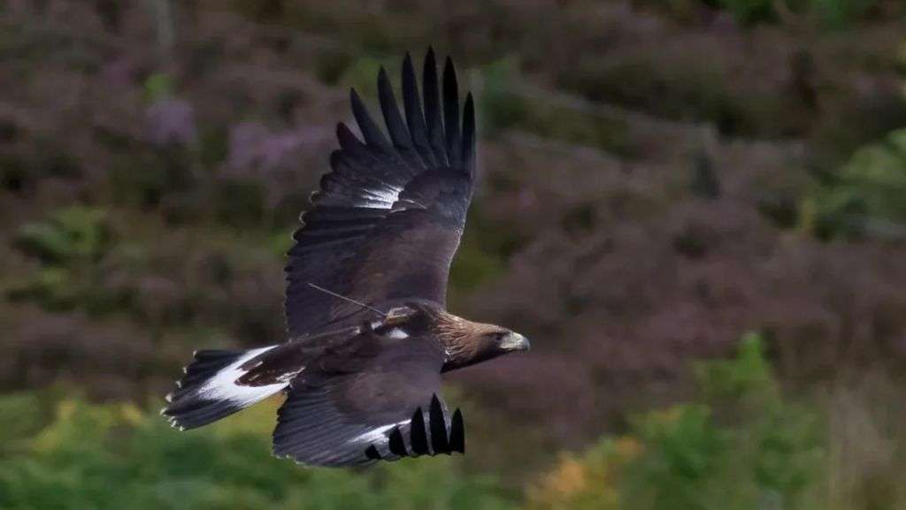 Golden eagles soaring south back to English skies